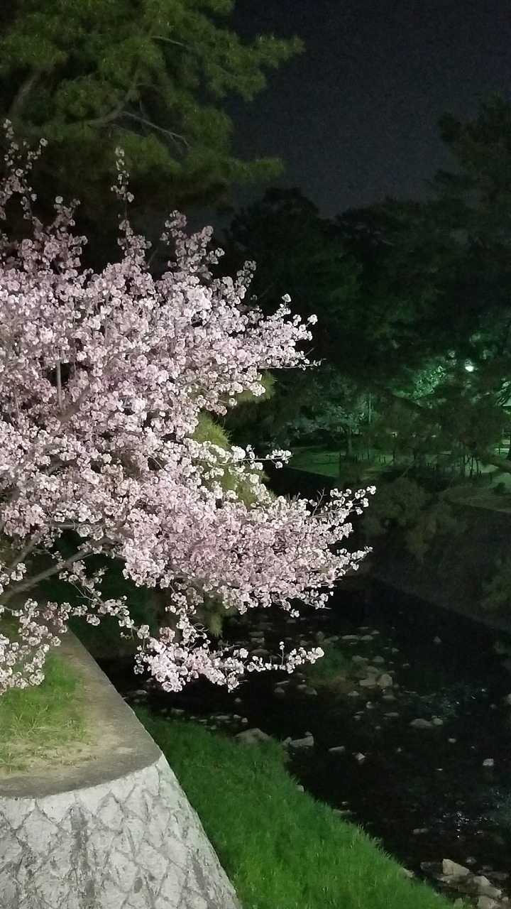 夜桜　季節を楽しむ　わくわく.jpg