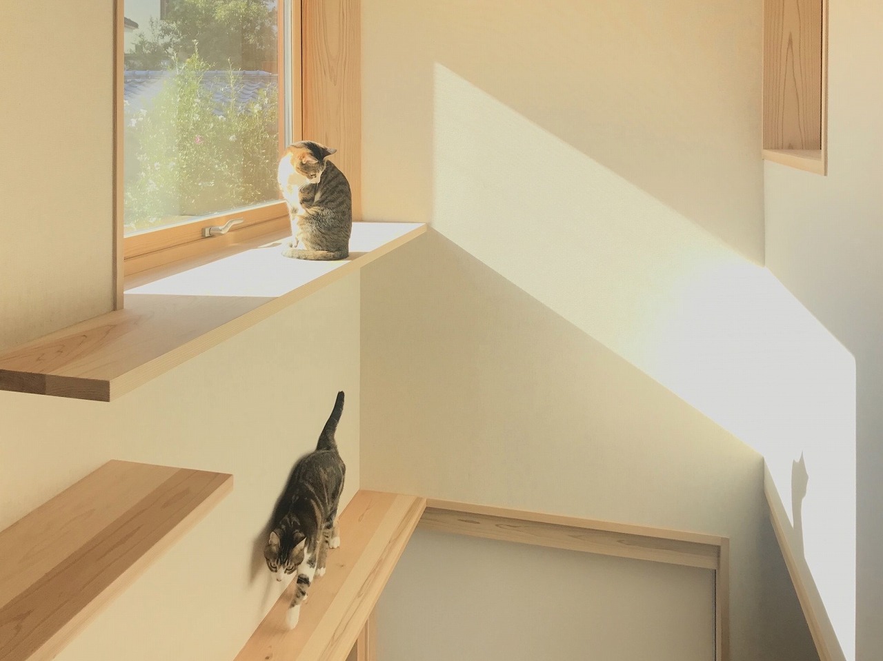 猫と暮らす－木の家－シーエッチ建築工房0318.jpg