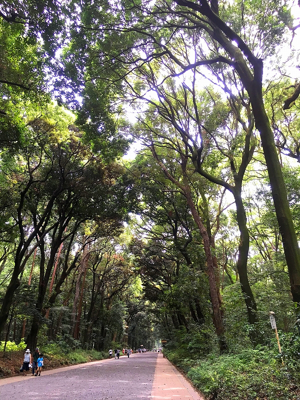 100年の森で森林浴.jpg