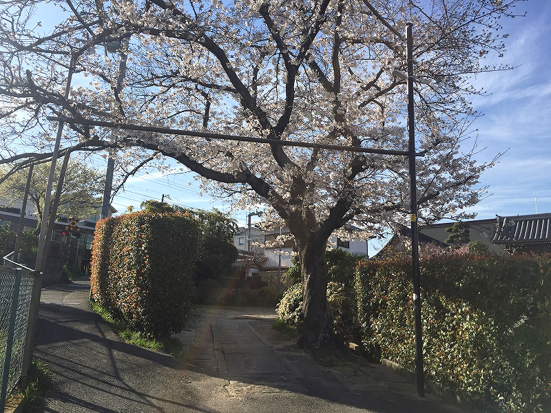 宝塚市仁川台のあるシーエッチ建築工房の近くの桜の木