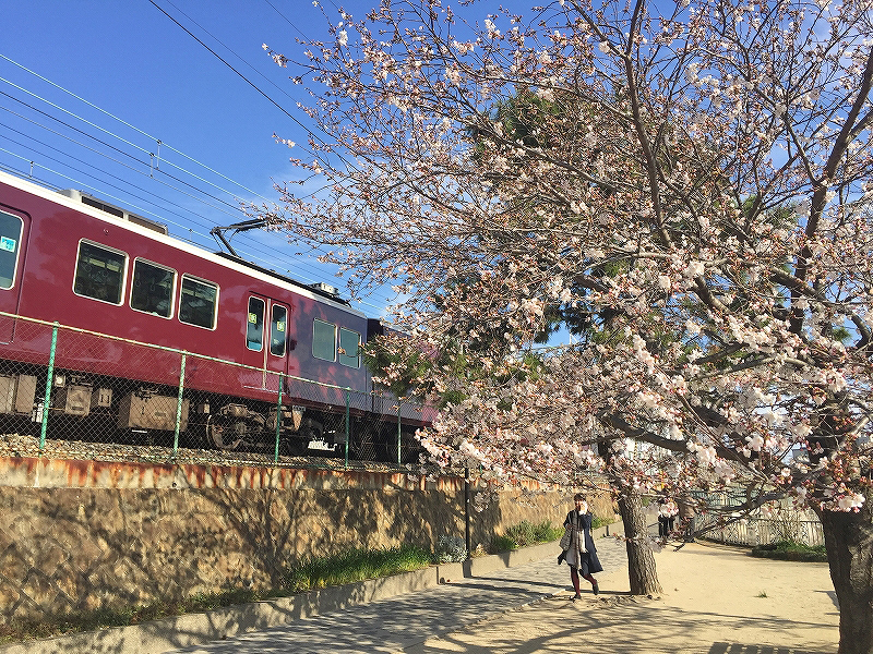 阪急今津線の線路沿いの仁川駅近くの弁天池の桜