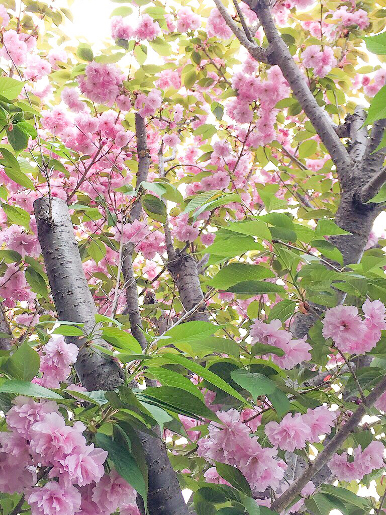 耐震性もこだわる宝塚の木の家_庭の八重桜