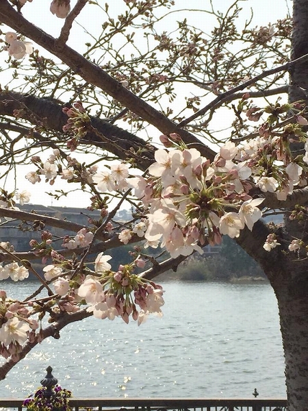 仁川駅付近弁天池の桜.jpg