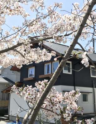 満開の桜と木の家.jpg
