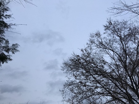 silhouette_winter_tree_kinoie_kobe.jpg