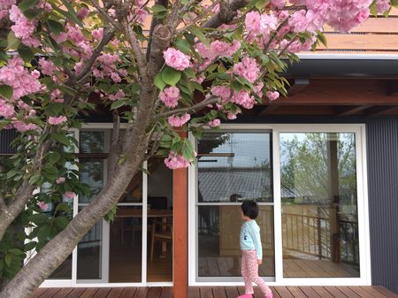 桜と暮らす１.JPG