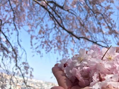 春のCHお花見桜１.jpeg